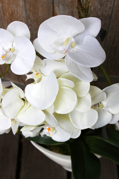 storczyk Castello w eleganckiej, asymetrycznej donicy, wys.58cm