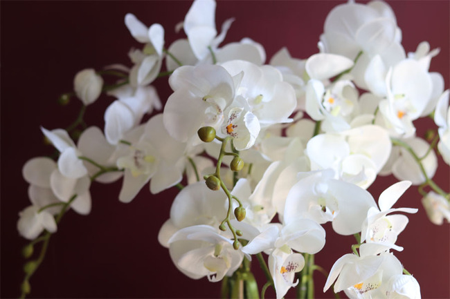 elegancki storczyk w ozdobnej donicy, Verona Largo, wys.57cm