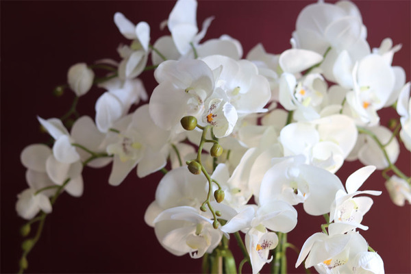 elegancki storczyk w ozdobnej donicy, Verona Largo, wys.57cm