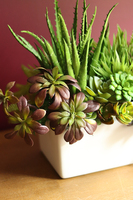 Maya, kompozycja z sukulentów, wys.35cm