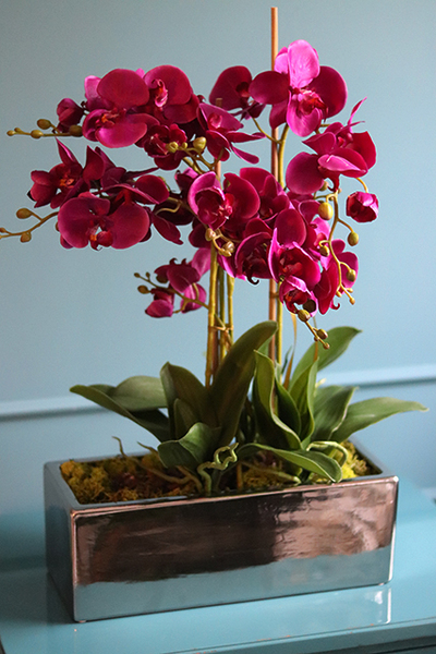 Leo Fuksja, storczyk w Lustrzanej donicy, wys.52cm