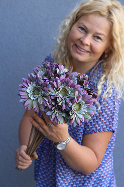 Gerbery Flamenco, bukiet fioletowo-niebieskich kwiatów, dł.51cm