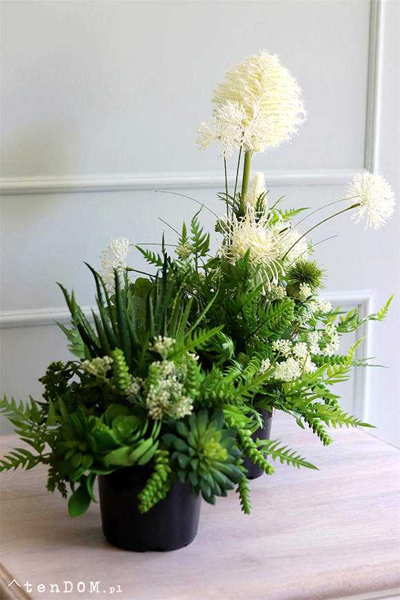 Buenos, sukulenty w czarnej donicy, wys.30cm