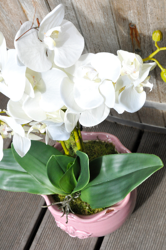 sztuczny storczyk Tenesse Pink w kolorze naturalnej bieli, wys. ok. 66cm