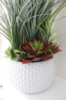 imponująca trawa z sukulentami, Monachium, wys.90cm