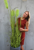 Bellano, wieczne trawy w donicy fiberglass, wym.180cm 