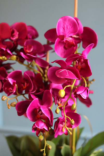 Leo Fuksja, storczyk w Lustrzanej donicy, wys.52cm