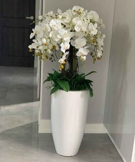 Grande Fiberglass White Extra, efektowny storczyk w białej donicy z fiberglass (połysk), wys.150cm 