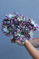 Gerbery Flamenco, bukiet fioletowo-niebieskich kwiatów, dł.51cm