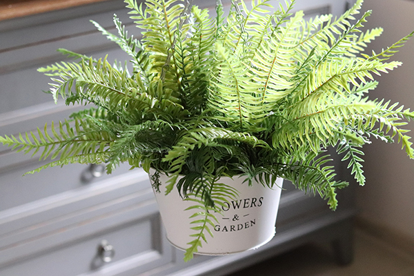 kompozycja w wiszącej donicy, Paproć Rella, wys.38cm