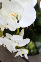 duży storczyk Turquise z sukulentem, wys.80cm