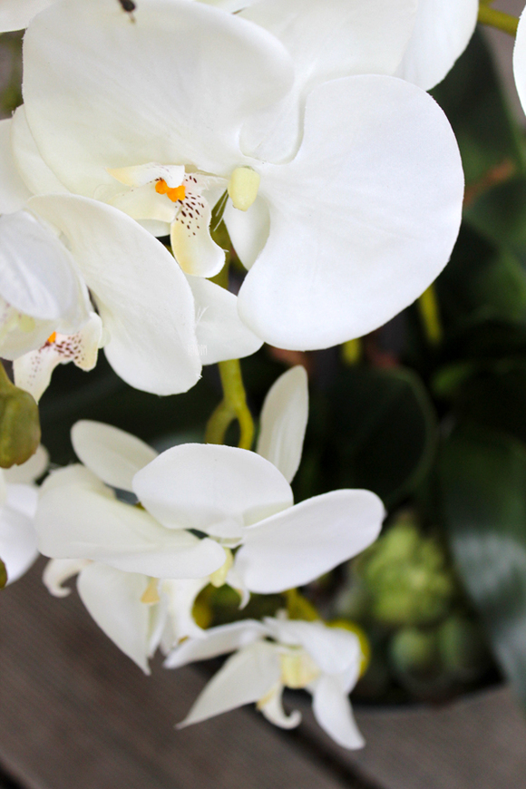 duży storczyk Turquise z sukulentem, wys.80cm