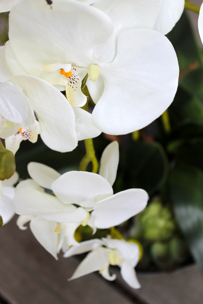 duży storczyk Turquise z sukulentem, wys.80cm