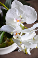 obfity storczyk Serenada White w minimalistycznej donicy, wys.65cm