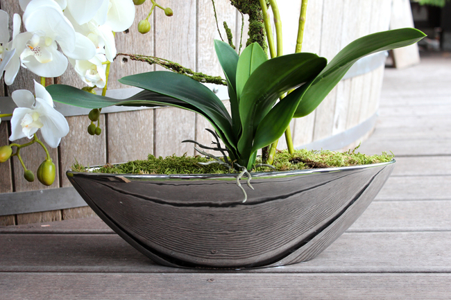 storczyk Laos Silver w srebrnej donicy łódce, wys. ok.57cm