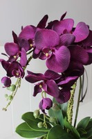 Terranova zjawiskowy storczyk w srebrnej donicy, wys.56cm