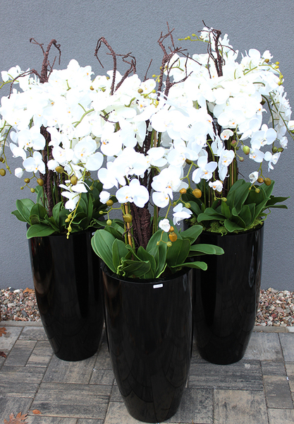 bardzo duży storczyk Black Grande w donicy, wys.120cm