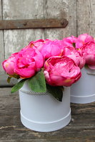 kompozycja kwiatowa / bukiet Flowerbox Różowa Piwonia, wys.22cm