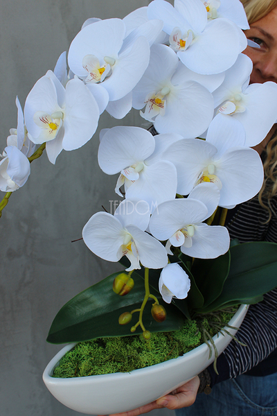 efektowny storczyk Laos White&White, wys.52cm
