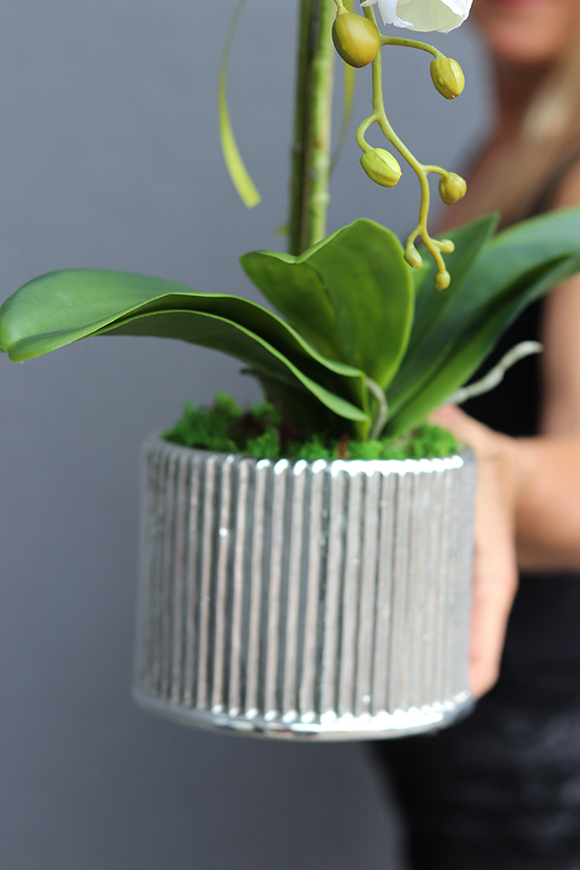 elegancki storczyk w srebrnej donicy Melano, wys.52cm