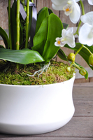 obfity storczyk Serenada White w minimalistycznej donicy, wys.65cm