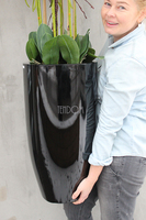 bardzo duży storczyk Black Grande w donicy, wys.120cm