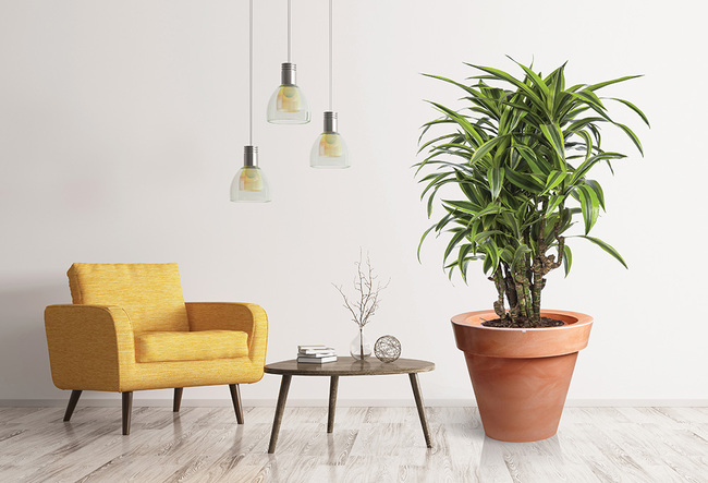 Grande donica terakota, 88x75cm