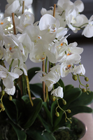 Bartolomeo Łódka, storczyk w srebrnym wydłużonym naczyniu, wys.55cm