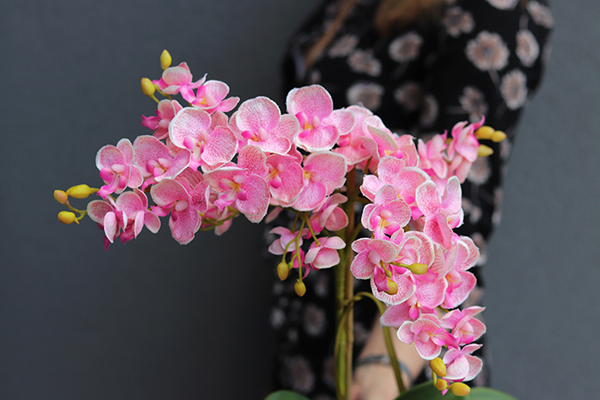 Pink Tello, storczyk w plastikowej donicy, wys.55cm