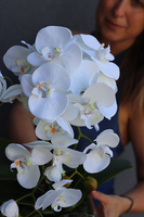 Caprisa biały storczyk w biało-srebrnej donicy, wys.50cm