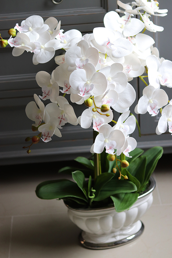 Donna Bianca, biały storczyk w pięknej donicy, wys.63cm