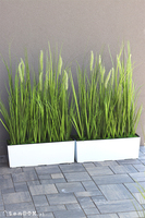 Greta Summer Tall, kompozycja z traw w białej donicy z kłosami, wys.100cm 