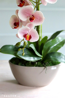 Bogena Princessa, różowy storczyk w beżowej donicy, wys.70cm