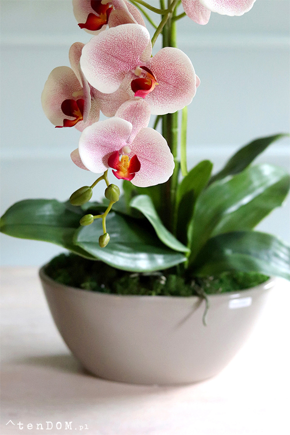 Bogena Princessa, różowy storczyk w beżowej donicy, wys.70cm