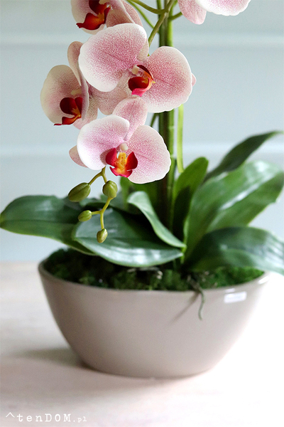 Bogena Princessa, różowy storczyk w beżowej donicy, wys.70cm