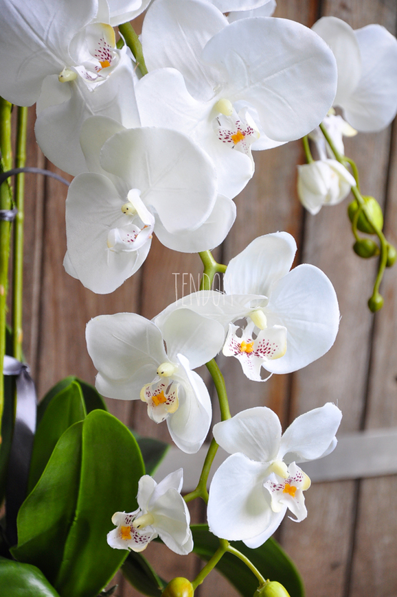 obfity storczyk Serenada White w minimalistycznej donicy, wys.65cm