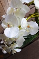 storczyk Laos Silver w srebrnej donicy łódce, wys. ok.57cm