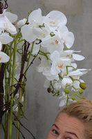 bardzo duży storczyk Black Grande w donicy, wys.120cm