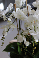 Bartolomeo Łódka, storczyk w srebrnym wydłużonym naczyniu, wys.55cm