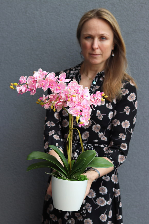 Pink Tello, storczyk w plastikowej donicy, wys.55cm