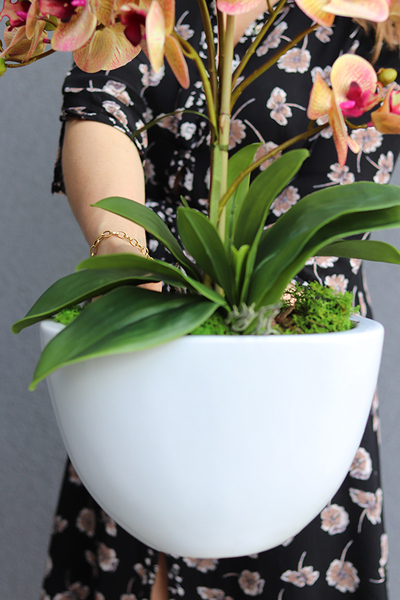 Vesuvio 2, storczyk w białej donicy, wys.54cm