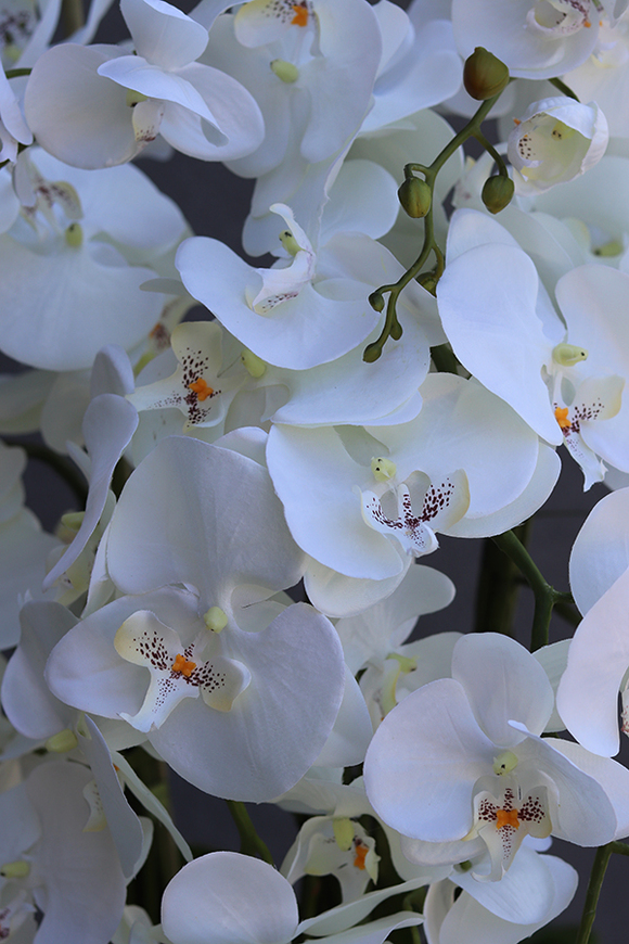 atrakcyjny wysoki storczyk w pucharze, Pałacowa Aura, wys.152cm 