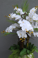 Fiberglass Grande White Duo, efektowny storczyk w białej donicy z fiberglass, wys.140cm