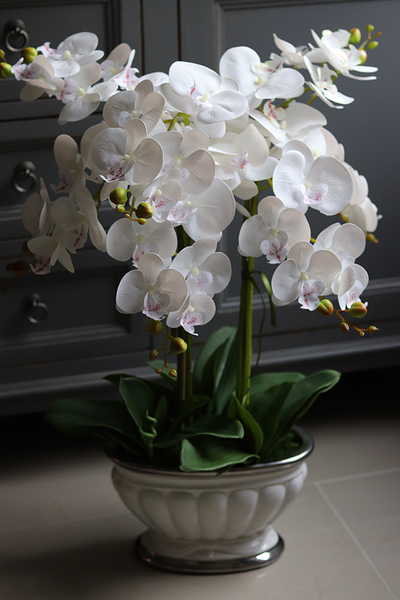 Donna Bianca, biały storczyk w pięknej donicy, wys.63cm