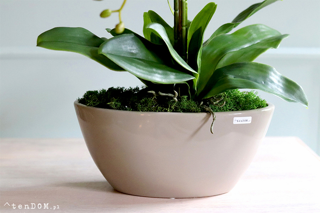 Bogena Princessa, różowy storczyk w beżowej donicy, wys.70cm