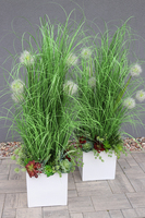 Deronata, trawa w białej donicy Fiberglass z dmuchawcami, wys.145cm