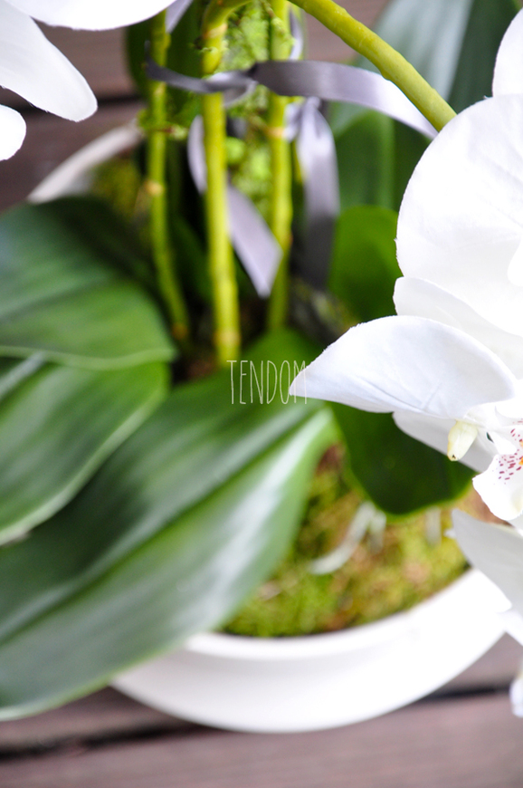 obfity storczyk Serenada White w minimalistycznej donicy, wys.65cm