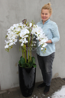 bardzo duży storczyk Black Grande w donicy, wys.120cm