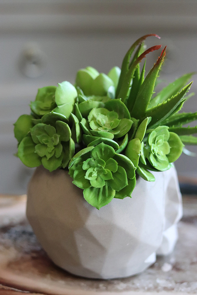 efektowna kompozycja sukulenty, Muerto, wys.19cm