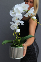 elegancki storczyk w srebrnej donicy Melano, wys.52cm